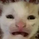 Car_eww