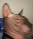 Naskedforit