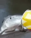 SipLip SipLip