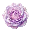 pinkrose