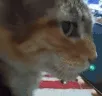Wha