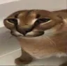 falopa falopa