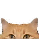 catpeek
