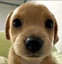 dog_stare Discord emoji