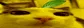 pLIMON