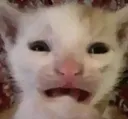 queconioo