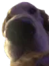 scooteryoinky