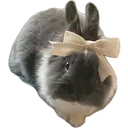 bunnybow