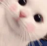 CatPeek