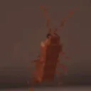 roach