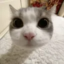 catstare