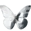 k_butterfly1