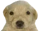fernando fernando