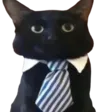 cravatecat