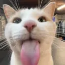Gato