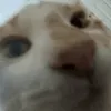 zuh zuh