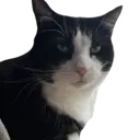judgemaxxing