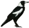 Magpie Discord emoji