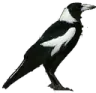 Magpie