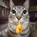 catshush