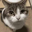 CatStare
