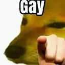 gayDoge