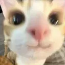 cat_smile cat_smile
