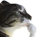bigthinker