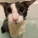 soggy_cat