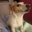 sosodog