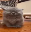 chinacat chinacat