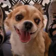 DoobieDoobie