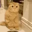 hii