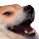 dogKek
