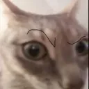 sus