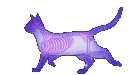 Skelecat animated Discord emote - Μ Λ Υ V Ι L L Ξ🌿