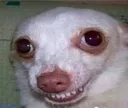 1021701256558956586