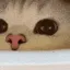 CatSniff