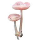 01_mushroom