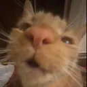 takiscat