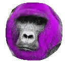 paul