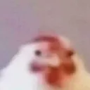 guesswhatchickenbutt