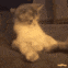 billi_opi