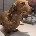 wetdog