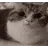 rfgdancecat