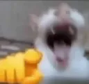 Catpoint
