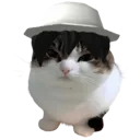 bombaswawa