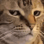 :catBruh: