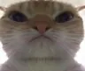 catmad