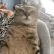 gatofachero